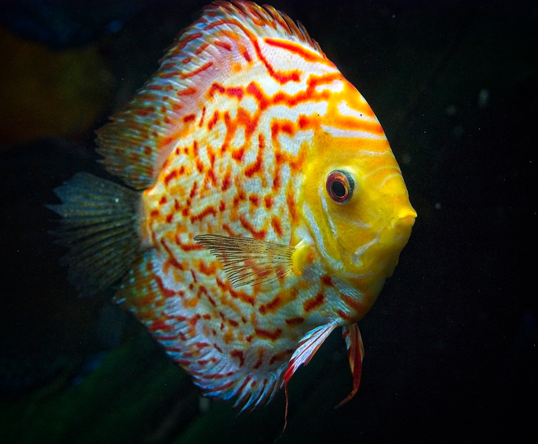 Photo Koi Betta: Fish Tank
