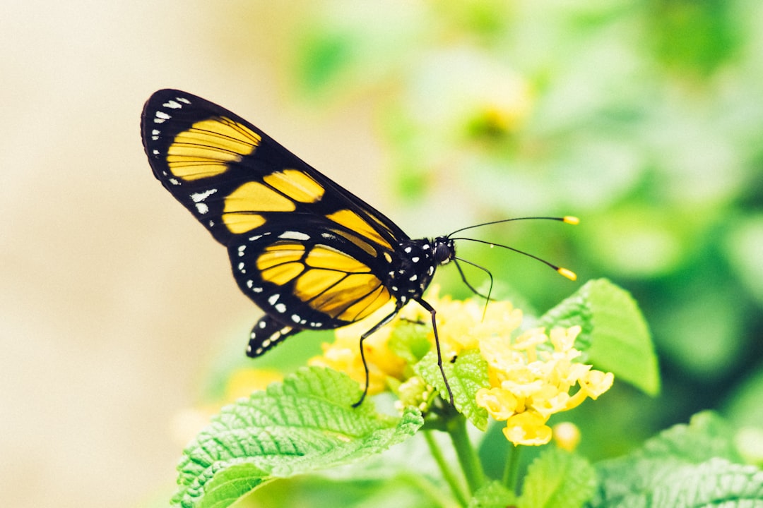 Photo Yellow butterfly