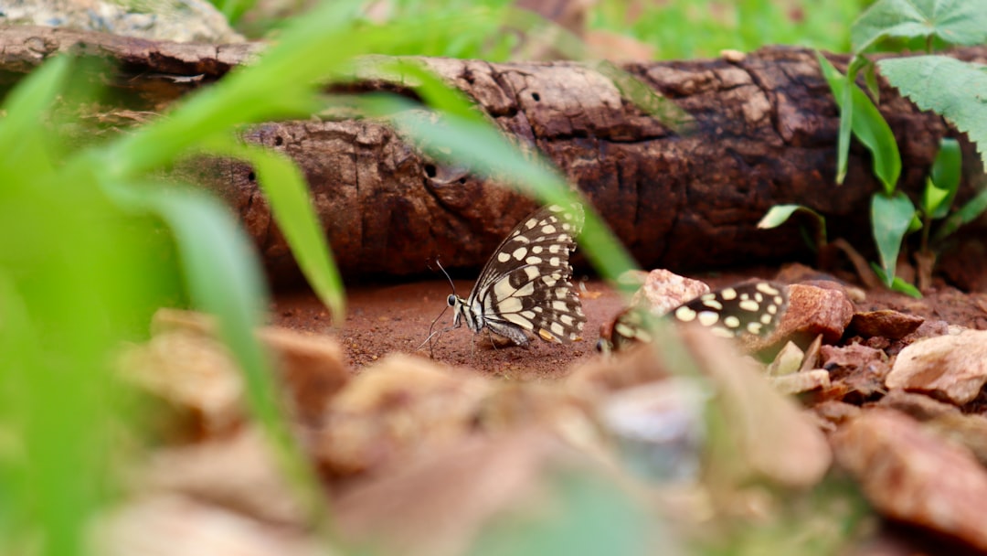 Photo Yellow butterfly