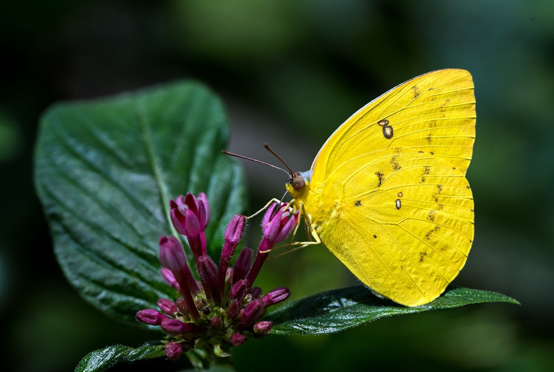 Photo Yellow butterfly