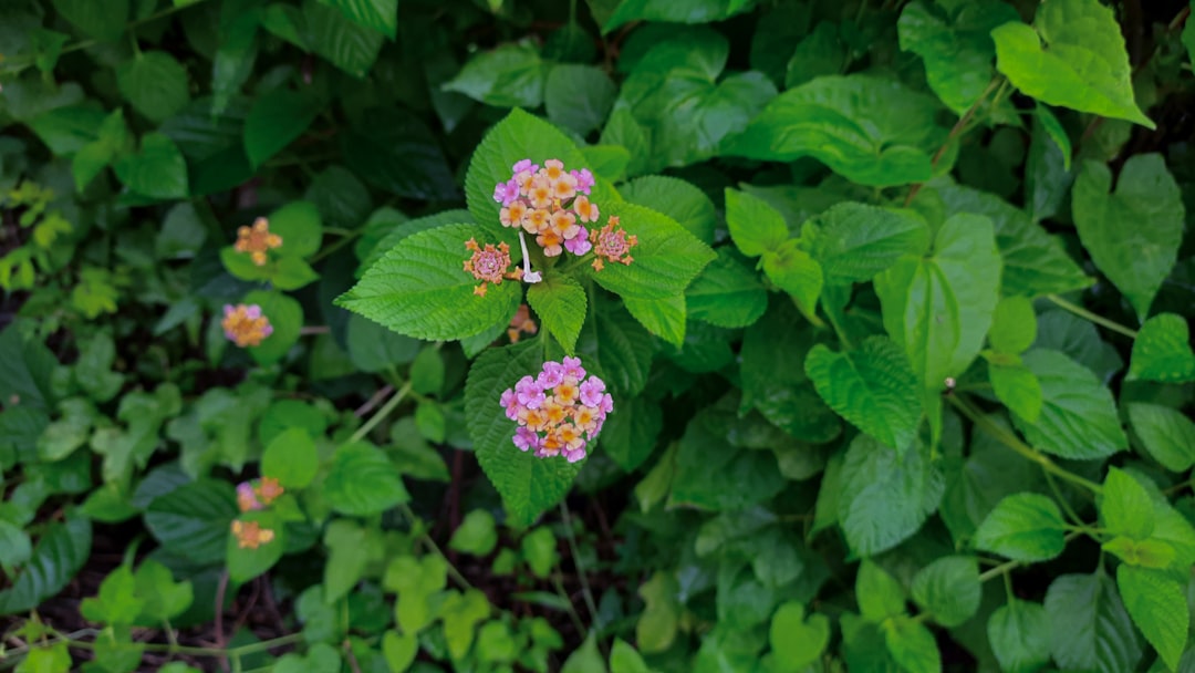 Photo Blooming bush