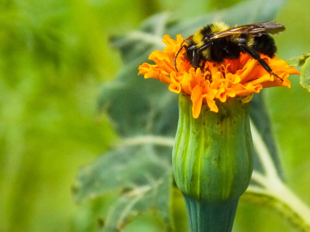 Photo Bright wings