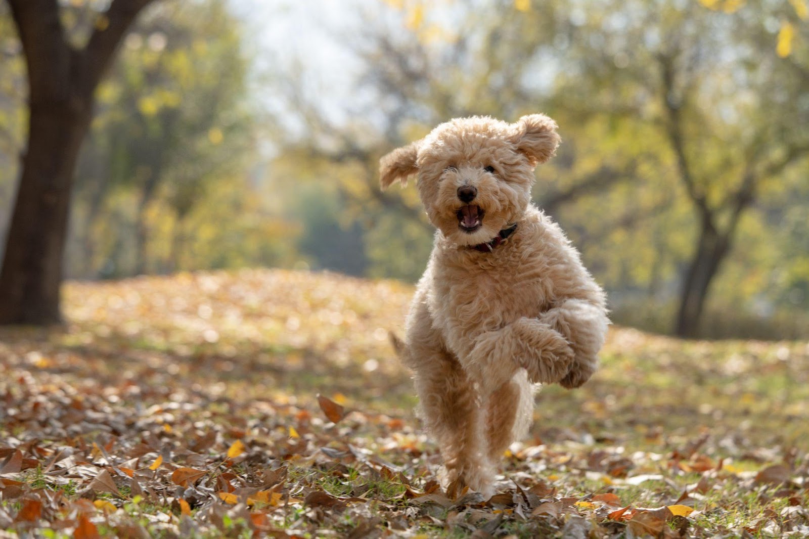 When Do Mini Goldendoodles Stop Growing?